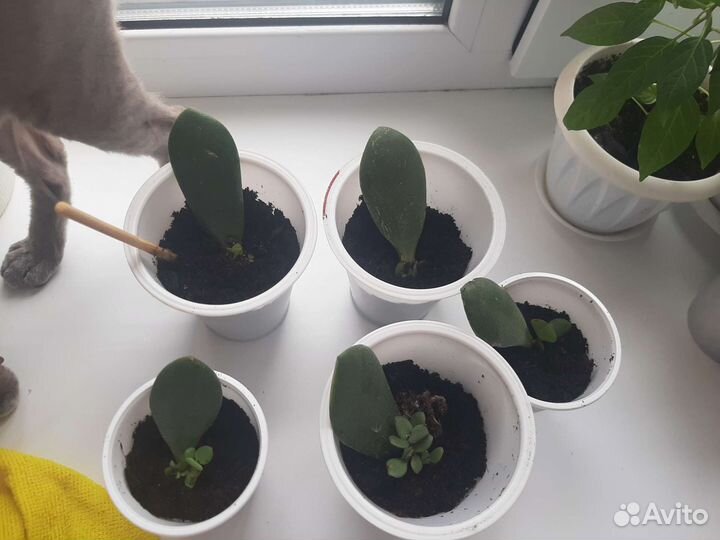 Красула толстянка (денежное дерево)