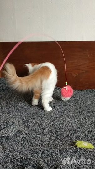 Мотя. Котенок девочка в добрые руки