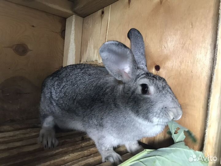 Кролики породы Советская шишнилла