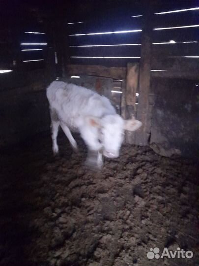 Бычки и быки