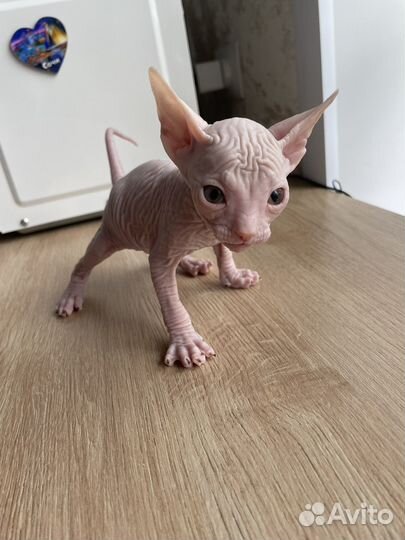 Донской сфинкс девочка