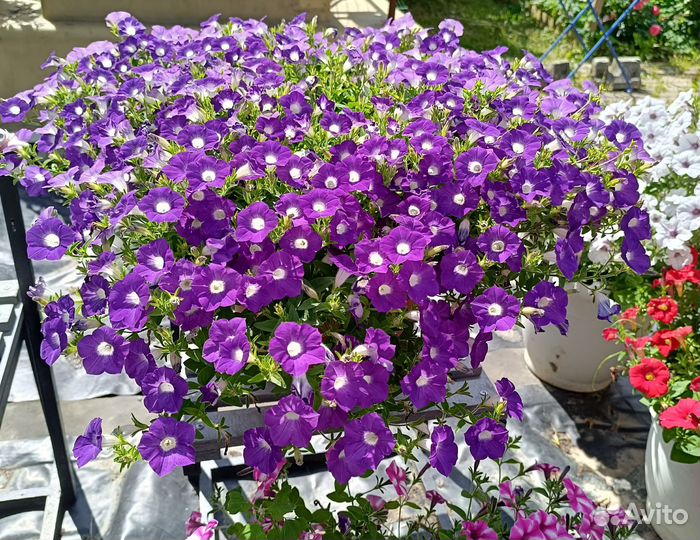 Петуния вегетативная