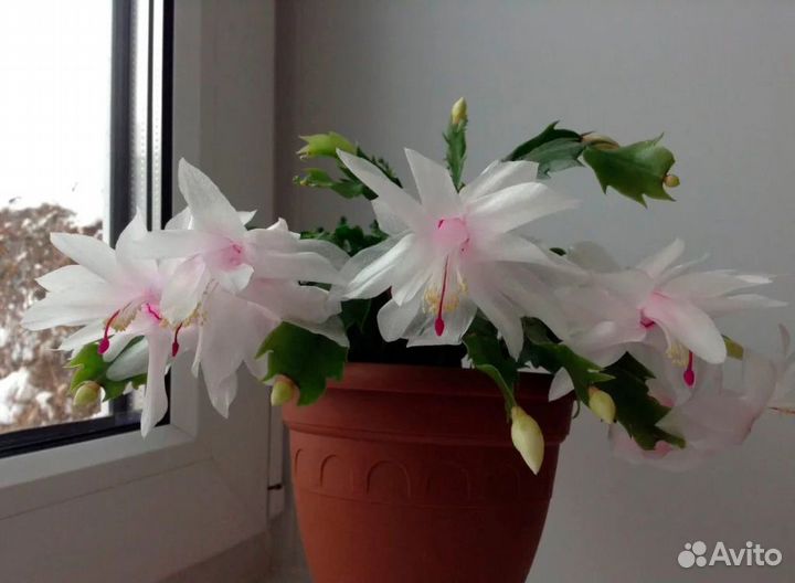 Декабрист белый