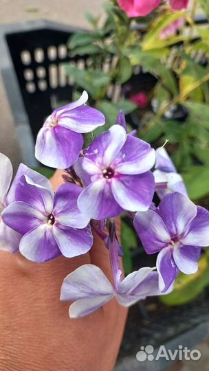 Флоксы сортовые