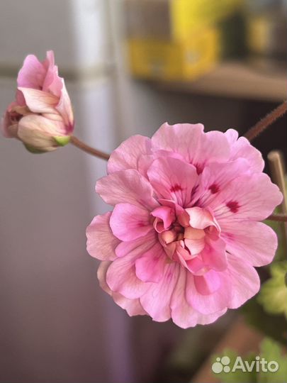 Пеларгонии сортовые янао г. Новый Уренгой