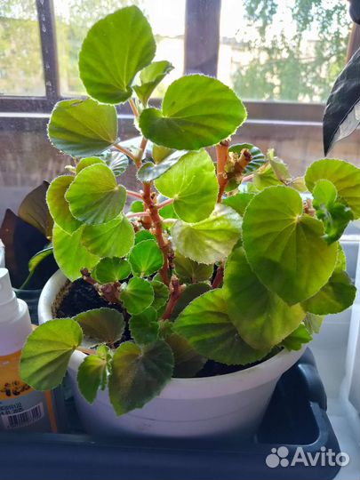 Бегония вечноцветущая