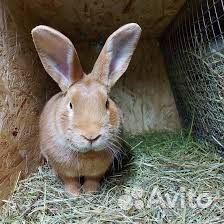 Кролик
