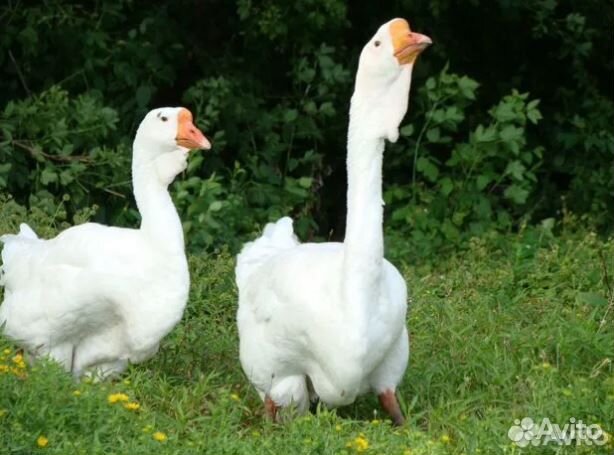 Гусей холмогорских на племя для разведения