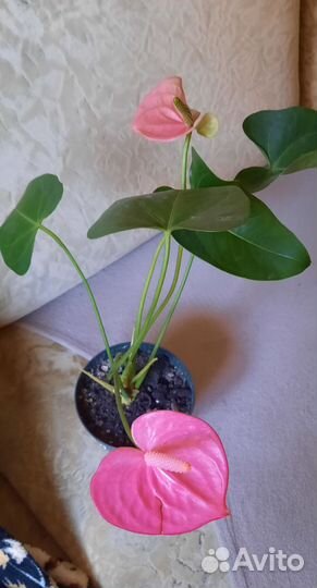 Антуриум сортовой