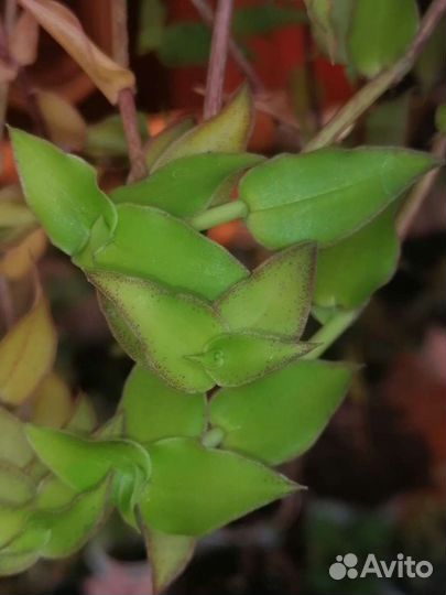 Традесканции сортовые альбом 2