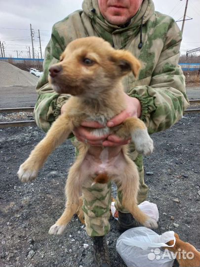 Щенки