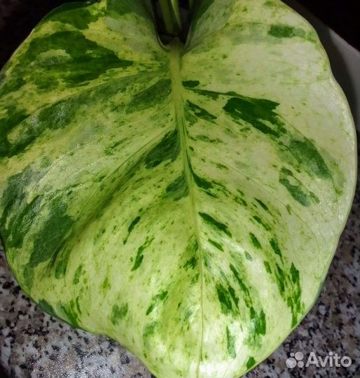 Филодендрон блек кардинал супер сплеш