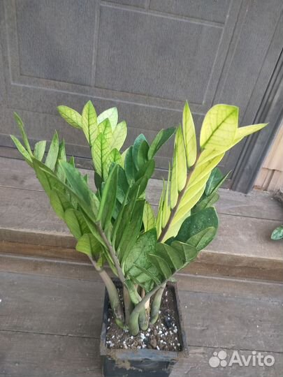 Замиокулькас акебоно