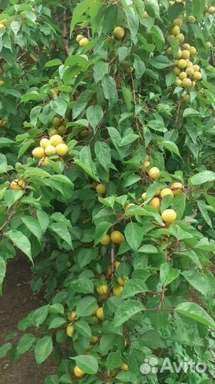 Абрикос саженцы от года до 3х лет