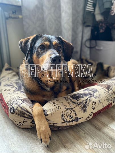 Передежка, кинолог, выгул собак, дрессировка