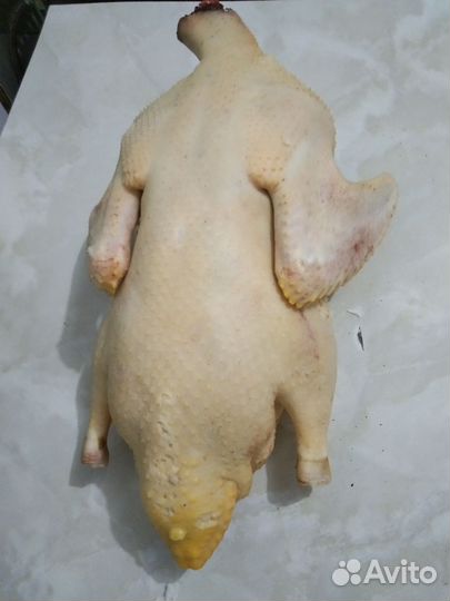 Мясо индоутки