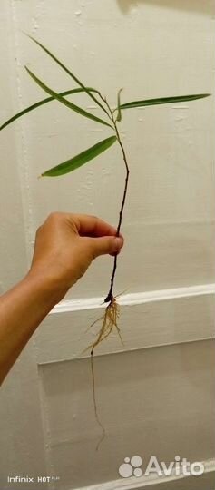 Отводки фикуса Али