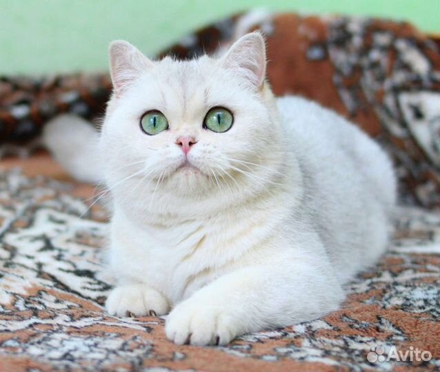 Серебристая шиншилла уже стерилизована