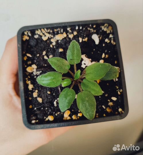 Фиалка мини сорт