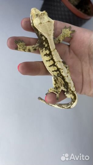 Бананоед самец