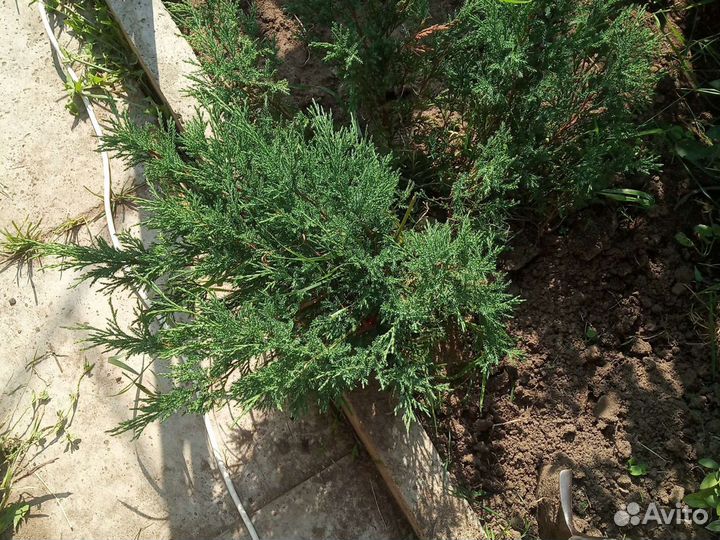 Можжевельник