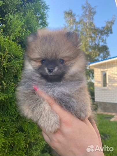 Померанский шпиц