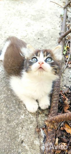 Отдам котёнка в добрые руки