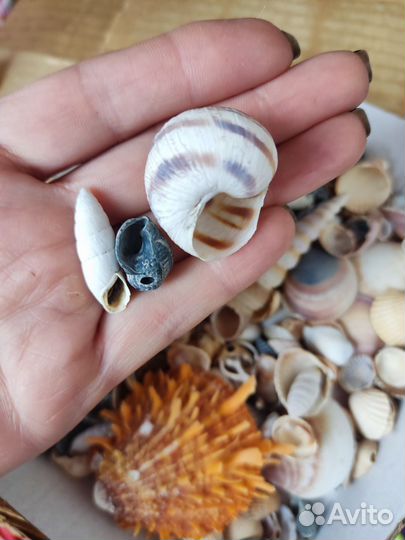 Морские ракушки раковины
