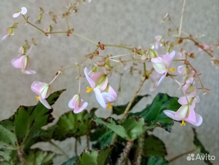 Бегония Бауэра (Тигровая)