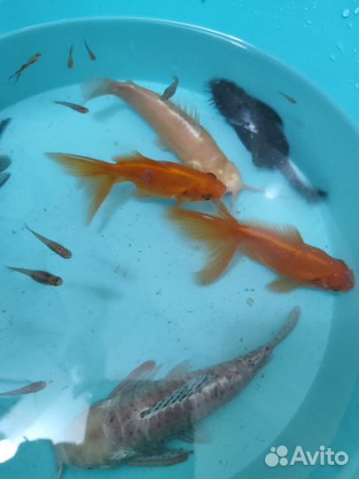Аквариум с золотой рыбкой