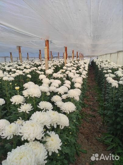 Хризантема корни голландские