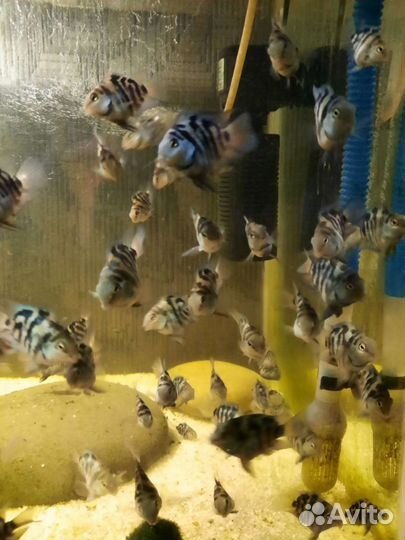 Гибрид попугай(экзот) с чернополосой цихлозомой ск