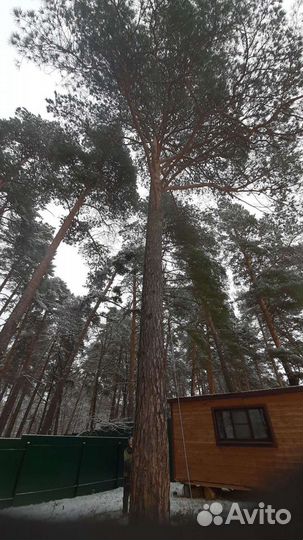 Спил деревьев