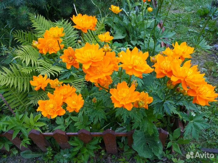 Купальница растение