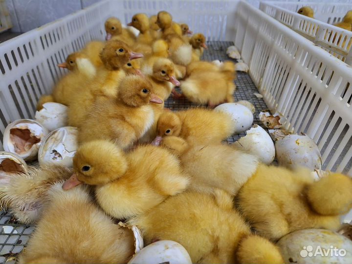 Куры несушки