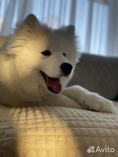 Щенки самоеда