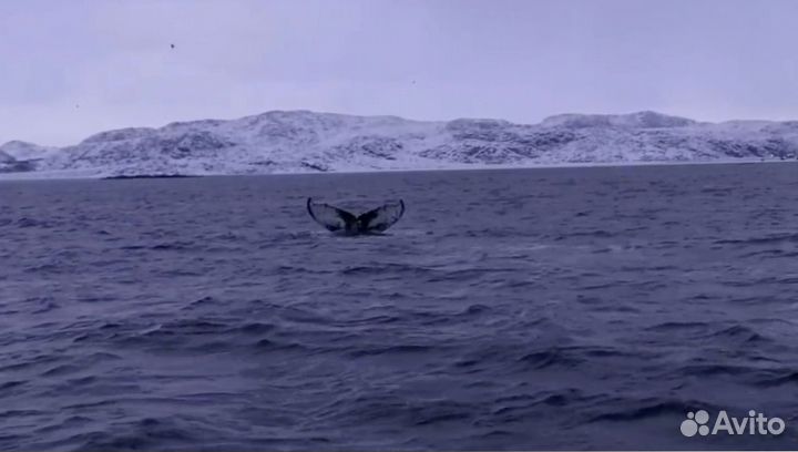 В поисках китов. Экскурсия