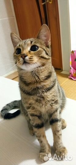 Кошка Настя в семью