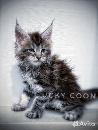 Кошечка мейн-кун питомник. бронирование