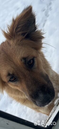 Стерильная с паспортом собака