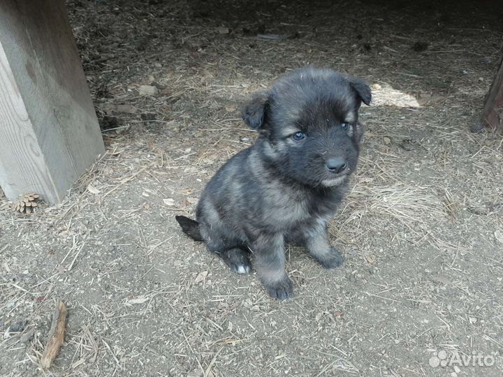 Щенки в добрые руки