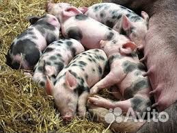 Поросята ландрас
