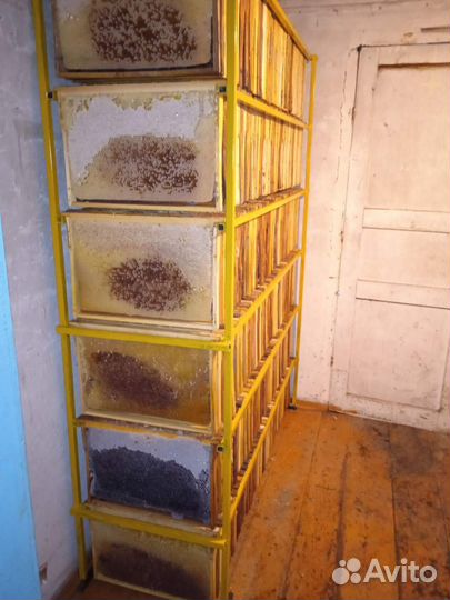 Пчелиная сушь