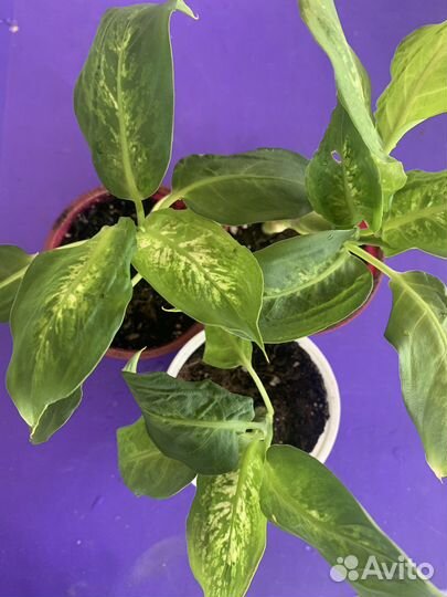 Диффенбахия