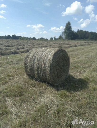 Сено в рулонах