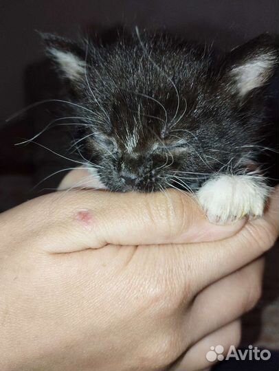 Отдам котят