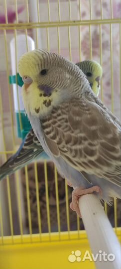 Выставочные попугаи чехи