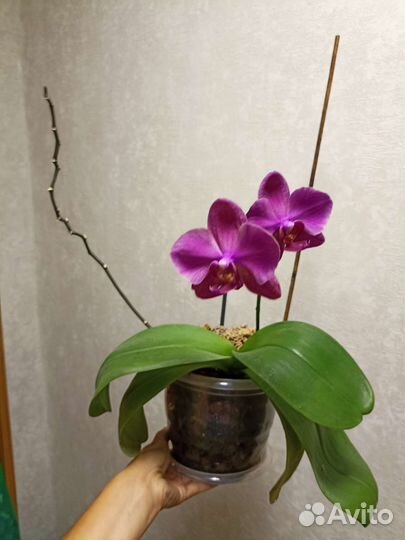 Орхидея фаленопсис