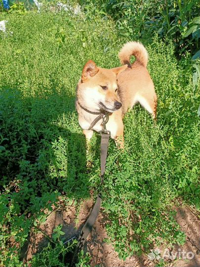 Сиба ину