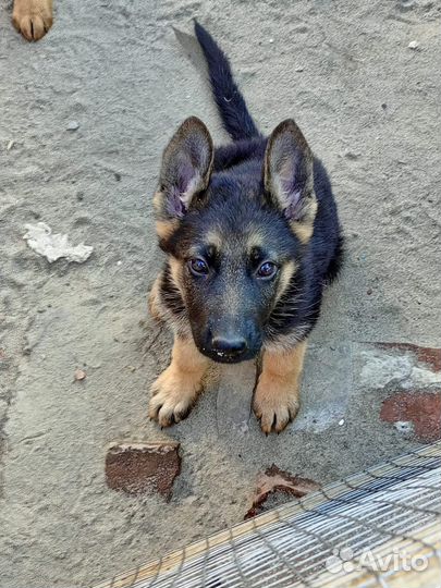 Щенки немецкой овчарки